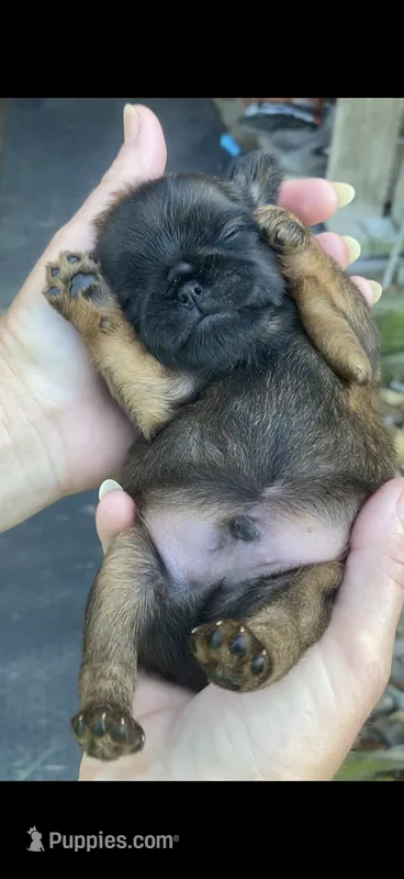 Male #2 – Brussels Griffon puppy for sale in Florence, AL