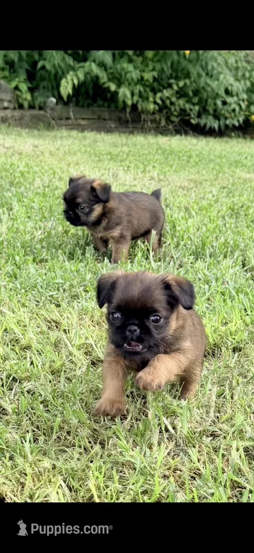 Male #1 – Brussels Griffon puppy for sale in Florence, AL