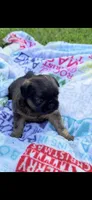 Male #1, a male Brussels Griffon for sale in Florence, AL – 2 of 8