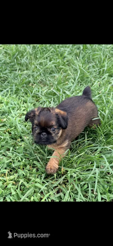 Male #2 – Brussels Griffon puppy for sale in Florence, AL