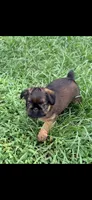 Male #2, a male Brussels Griffon for sale in Florence, AL – 4 of 5