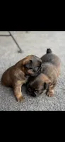 Male #1, a male Brussels Griffon for sale in Florence, AL – 6 of 8