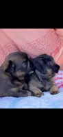 Male #1, a male Brussels Griffon for sale in Florence, AL – 7 of 8