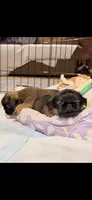 Male #2, a male Brussels Griffon for sale in Florence, AL – 5 of 6