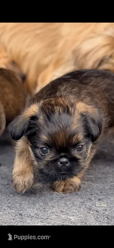 Male #2 – Brussels Griffon puppy for sale in Florence, AL