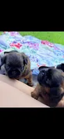 Male #1, a male Brussels Griffon for sale in Florence, AL – 3 of 8