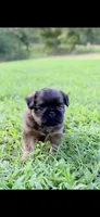 Male #2, a male Brussels Griffon for sale in Florence, AL – 2 of 6