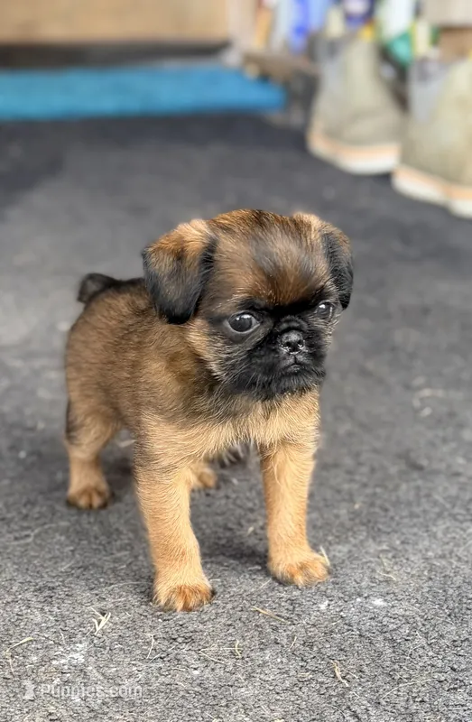 Male #1 – Brussels Griffon puppy for sale in Florence, AL