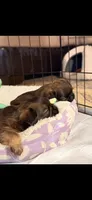 Male #1, a male Brussels Griffon for sale in Florence, AL – 8 of 8