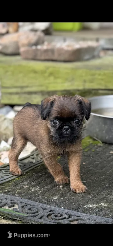 Male #1 – Brussels Griffon puppy for sale in Florence, AL