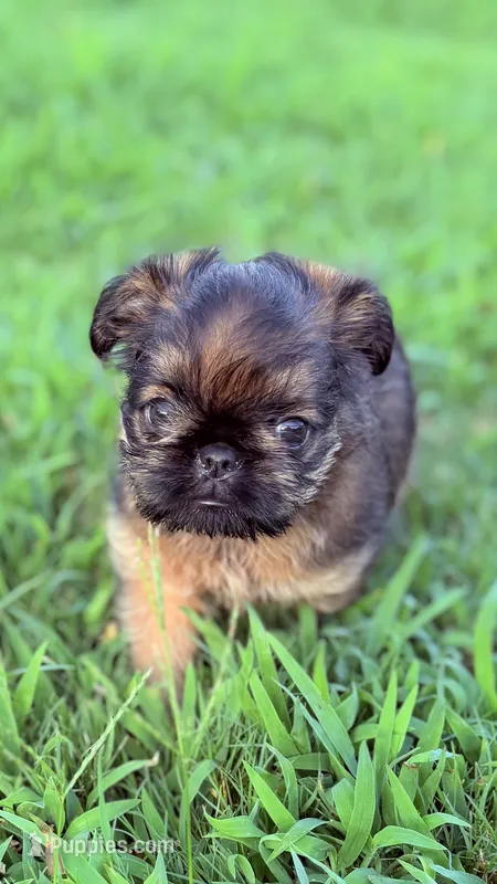 Male #2 – Brussels Griffon puppy for sale in Florence, AL