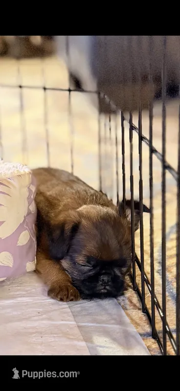 Male #1 – Brussels Griffon puppy for sale in Florence, AL