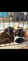 Male #1, a male Brussels Griffon for sale in Florence, AL – 4 of 8