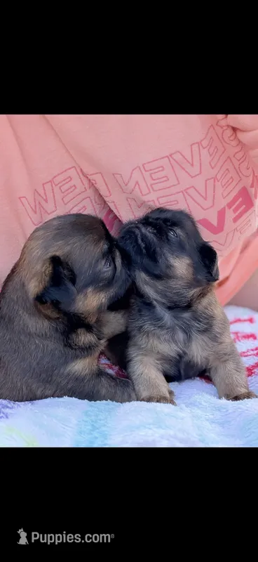 Male #2 – Brussels Griffon puppy for sale in Florence, AL