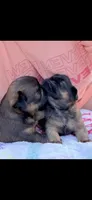 Male #2, a male Brussels Griffon for sale in Florence, AL – 6 of 6