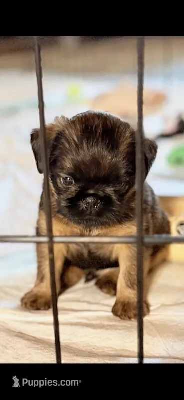 Male #2 – Brussels Griffon puppy for sale in Florence, AL