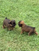 Male #2, a male Brussels Griffon for sale in Florence, AL – 5 of 5