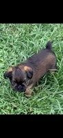 Male #2, a male Brussels Griffon for sale in Florence, AL – 3 of 5