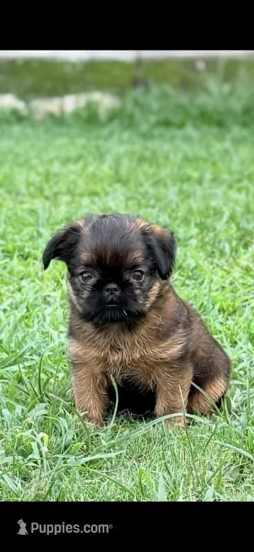 Male #2 – Brussels Griffon puppy for sale in Florence, AL