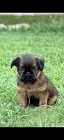 Male #2, a male Brussels Griffon for sale in Florence, AL – 1 of 5