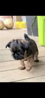Male #2, a male Brussels Griffon for sale in Florence, AL – 2 of 5