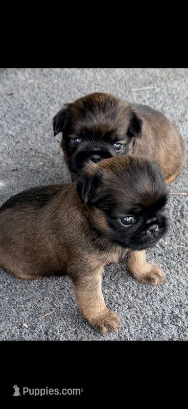 Male #1 – Brussels Griffon puppy for sale in Florence, AL