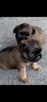 Male #1, a male Brussels Griffon for sale in Florence, AL – 1 of 8