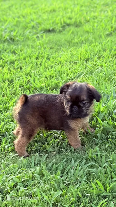 Male #2 – Brussels Griffon puppy for sale in Florence, AL