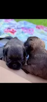 Male #2, a male Brussels Griffon for sale in Florence, AL – 4 of 6