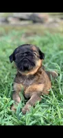 Male #2, a male Brussels Griffon for sale in Florence, AL – 3 of 6
