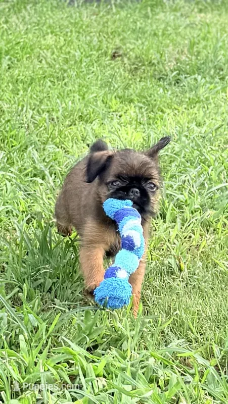 Male #1 – Brussels Griffon puppy on hold in Florence, AL