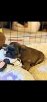 Male #1, a male Brussels Griffon for sale in Florence, AL – 5 of 8