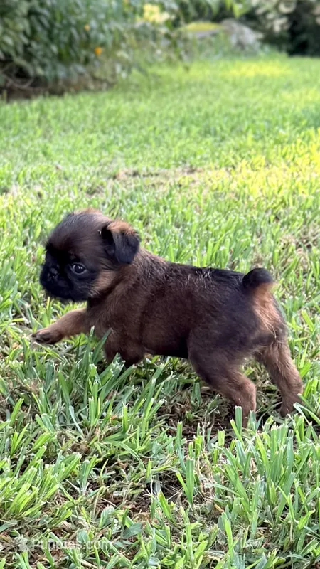 Male #1 – Brussels Griffon puppy for sale in Florence, AL