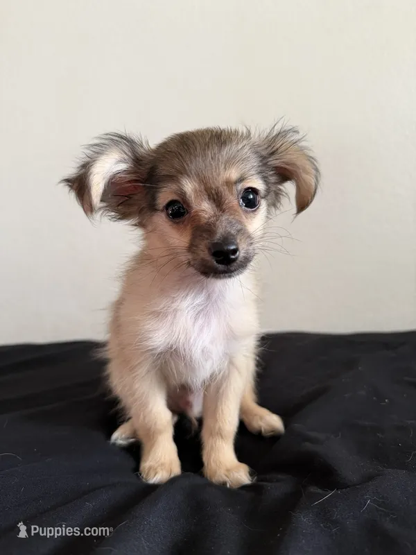 Wolfie – Chihuahua puppy for sale in Oxnard, CA