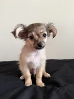 Wolfie, a male Chihuahua for sale in Oxnard, CA – 1 of 4