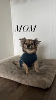 Wolfie, a male Chihuahua for sale in Oxnard, CA – 3 of 4
