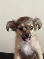 Wolfie, a male Chihuahua for sale in Oxnard, CA – 2 of 4