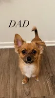 Wolfie, a male Chihuahua for sale in Oxnard, CA – 4 of 4