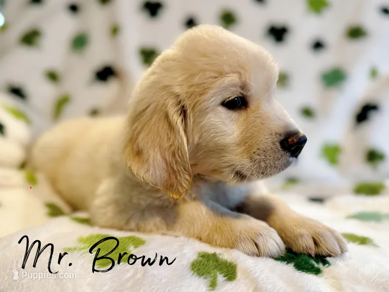 Mr. Brown – Golden Retriever, English Cream Golden Retriever puppy for sale in Houston, TX