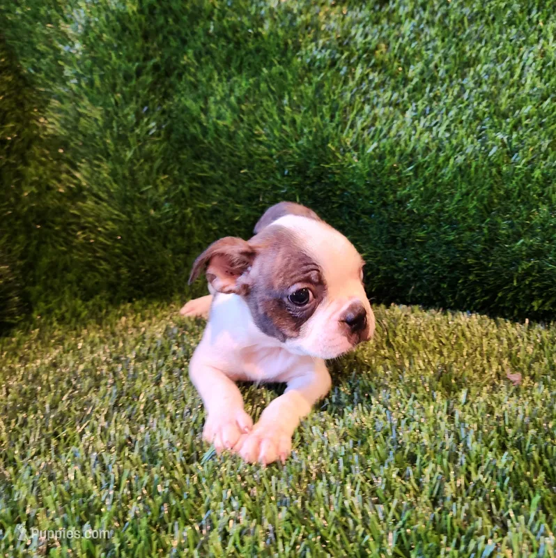 Max – Boston Terrier puppy for sale in Fresno, CA