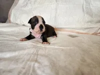 Snow, a female Boston Terrier for sale in Fresno, CA – 3 of 7