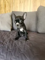 Bella, a female Boston Terrier and French Bulldog for sale in Fresno, CA – 4 of 5