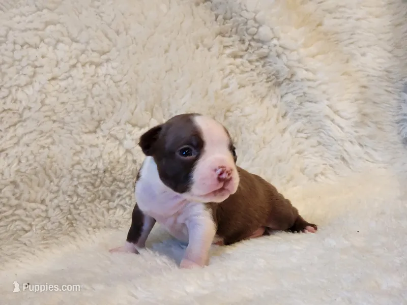 Emma – Boston Terrier puppy on hold in Fresno, CA