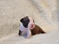 Emma, a female Boston Terrier for sale in Fresno, CA – 1 of 7
