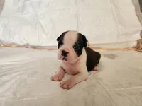 Sky, a female Boston Terrier for sale in Fresno, CA – 3 of 6