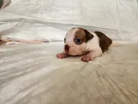 Brownie , a male Boston Terrier for sale in Fresno, CA – 3 of 7