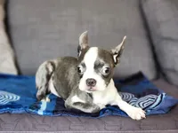 Isabella , a female Boston Terrier for sale in Fresno, CA – 5 of 9