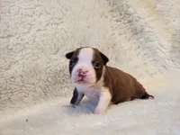 Emma, a female Boston Terrier for sale in Fresno, CA – 4 of 7