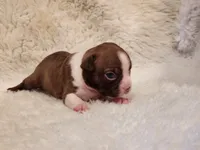 Princess , a female Boston Terrier for sale in Fresno, CA – 2 of 7