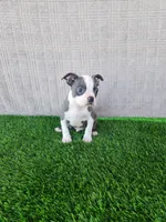Rocky , a male Boston Terrier for sale in Fresno, CA – 7 of 7